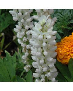 Lupinus, Dwarf Lupine 'Mini Gallery™ White'