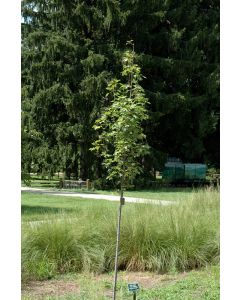 Acer, Red Maple 'Armstrong Gold®' (Large)