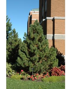 Pinus, Mountain Pine 'Tannenbaum' (Large)