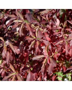 Cornus, Siberian Dogwood 'Red Gnome™'