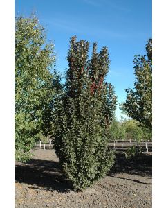 Malus, Flowering Crabapple 'Emerald Spire®' (Large)