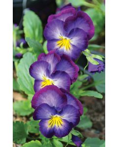 Viola, Sweet Violet 'Halo Violet'