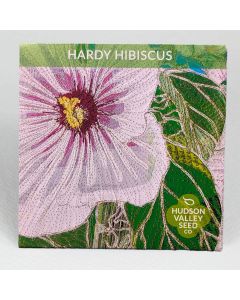 Hibiscus, Swamp Rose Mallow 'Hardy Hibiscus' ~ 25 seeds