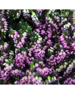 Erica Quadrangularis 'Heather'