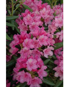 Rhododendron, Small Leaf 'Hellikki'