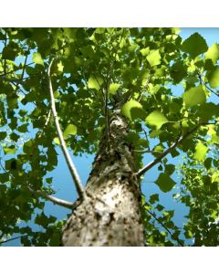 Populus, Cottonless Poplar 'InnovaTree™'