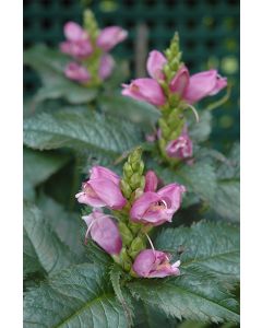 Chelone, Pink Turtlehead 'Hot Lips'