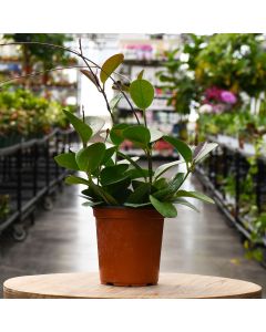 Hoya Australis