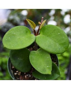 Hoya Carnosa 'Chelsea'