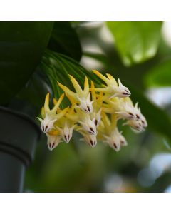 Hoya Multiflora 'Shooting Star'