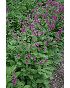 Stachys, Betony 'Hummelo'