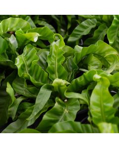 Asplenium Antiquum 'Hurricane Fern'