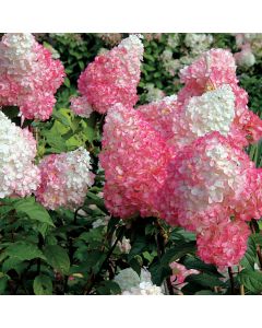 Hydrangea Tree, Panicle 'First Editions® Vanilla Strawberry™'