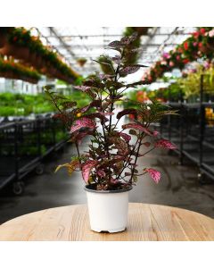 Hypoestes, Polka Dot Plant 'Rose'