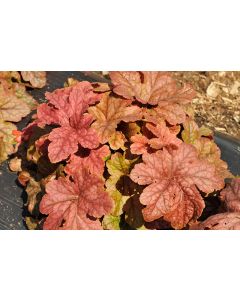 Heucherella, Foamy Bells 'Peach Tea'