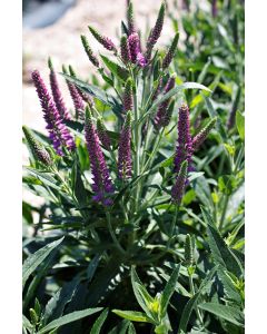 Veronica, Spiked Speedwell 'Purplegum Candles'