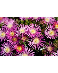 Delosperma, Ice Plant 'Delmara™ Pink'