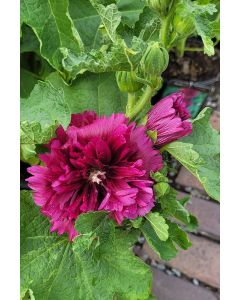 Alcea, Compact Hollyhock 'Spring Celebrities™ Purple'