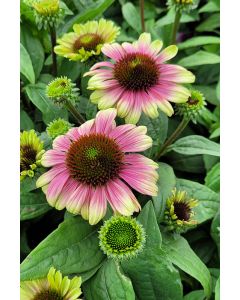 Echinacea, Coneflower 'Sweet Sandia'