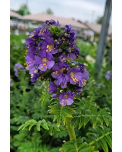 Polemonium, Jacob's Ladder 'Heavenly Habit'