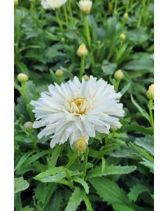 Leucanthemum, Shasta Daisy 'Mt. Hood™'