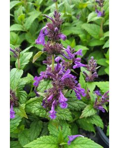 Nepeta, Dwarf Catmint 'Neptune'