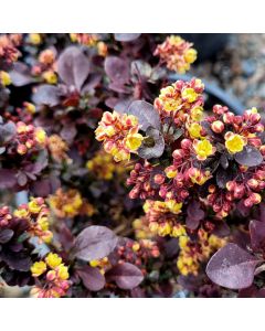 Berberis, Japanese Barberry 'Concord'