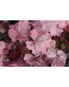 Heuchera, Purple Leaf Coral Bells 'Northern Exposure™ Purple'