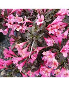 Weigela, Dark Foliage 'Stunner®'