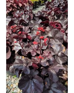 Heuchera, Black Leaf Coral Bells 'Black Forest Cake'