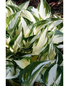 Hosta, Green-White Leaf 'Fire and Ice'