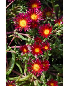 Delosperma, Ice Plant 'Delmara™ Fuchsia'