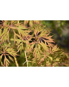 Acer, Hybrid Maple 'Ice Dragon®'