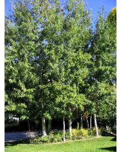 Populus, Quaking Aspen 'Prairie Gold®' (Large)