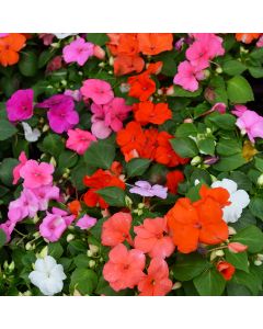 Impatiens, Custom Mix