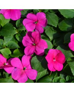 Impatiens, Beacon® 'Violet Shades'