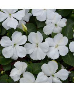 Impatiens, Beacon® 'White'