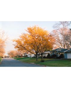 Gleditsia, Thornless Honeylocust 'Imperial®' (Large)