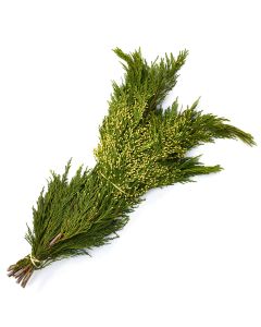 Boughs, Cedar 'Incense Cedar'