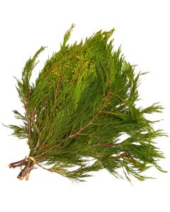 Boughs, Cedar 'Incense Cedar'