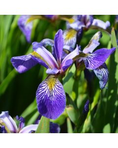 Iris, Blue Flag Iris 'Minnesota Native'