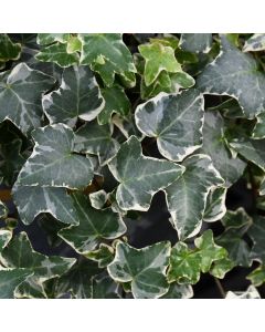 Hedera Helix 'Glacier Ivy'