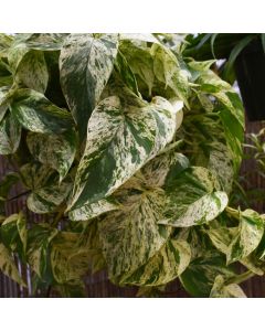 Epipremnum Aureum, Pothos 'Marble Queen'