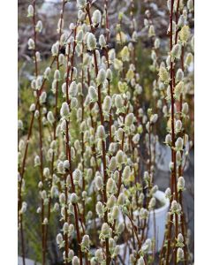 Salix, Pussy Willow 'American'