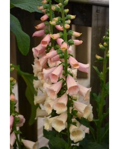 Digitalis, Foxglove 'Dalmatian Peach'