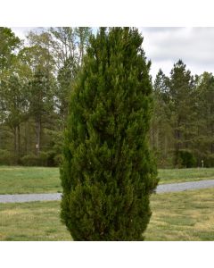 Juniperus, Chinese Juniper 'Spartan' (Large Sizes)