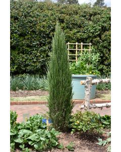 Juniperus, Rocky Mountain Juniper 'Blue Arrow' (Large)