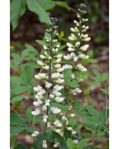 Baptisia, White False Indigo 'Minnesota Native'