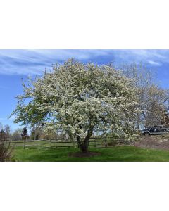 Malus, Flowering Crabapple 'Snowdrift' (Large)