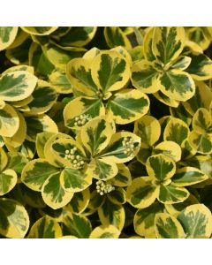 Euonymus, Wintercreeper 'Gold Splash®'